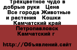 Трёхцветное чудо в добрые руки › Цена ­ 100 - Все города Животные и растения » Кошки   . Камчатский край,Петропавловск-Камчатский г.